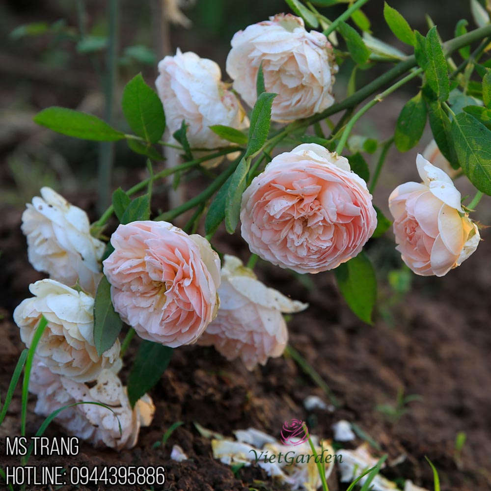 Hoa hồng leo Evelyn rose – Top hồng leo David Austin đẹp nhất ở VN