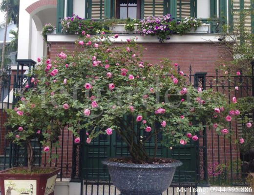 Hoa hồng cổ Sapa