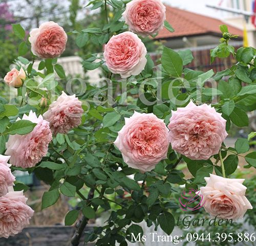 Hình ảnh hoa hồng leo Abraham Darby Rose