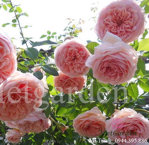 Hình ảnh hoa hồng leo Abraham Darby Rose