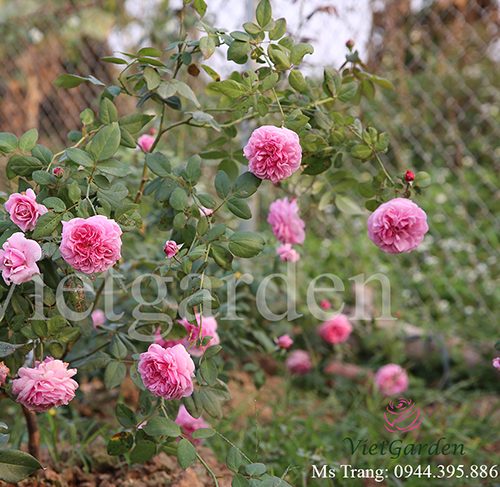 Hình ảnh hoa hồng leo Bishop Castle Rose