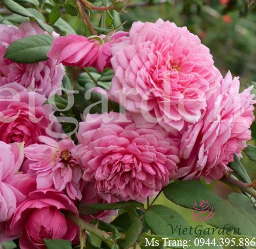 Hình ảnh hoa hồng leo Huntington Rose