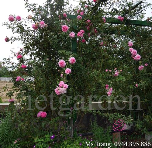 Hình ảnh hoa hồng leo Huntington Rose