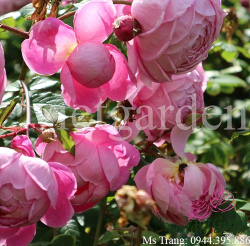 Hình ảnh hoa hồng leo Huntington Rose