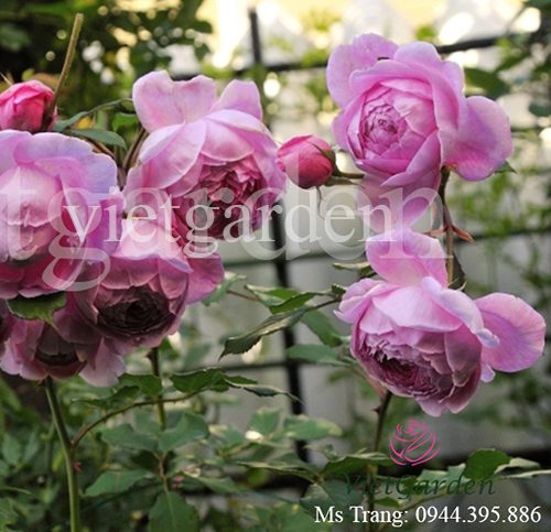 Hình ảnh hoa hồng leo Huntington Rose