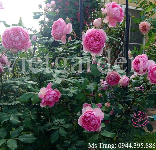 Hình ảnh hoa hồng leo Huntington Rose