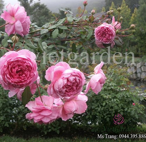 Hình ảnh hoa hồng leo Huntington Rose