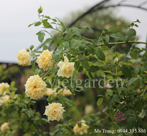 Hình ảnh hoa hồng leo St. Alban rose