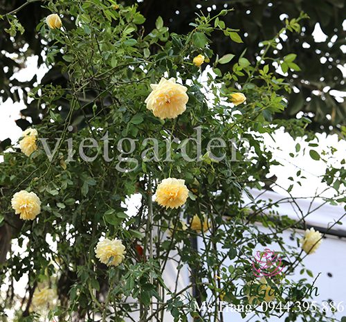 Hình ảnh hoa hồng leo St. Alban rose