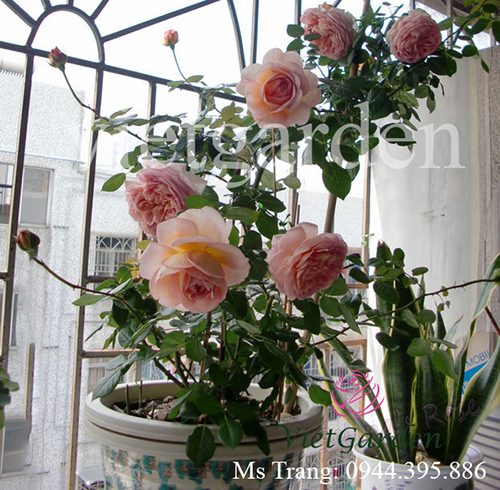 Hình ảnh hoa hồng leo Abraham Darby Rose