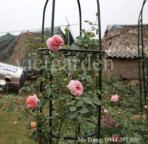 Hình ảnh hoa hồng leo Abraham Darby Rose