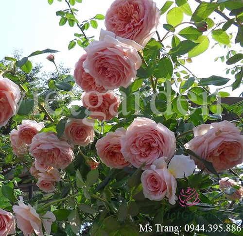 Hình ảnh hoa hồng leo Abraham Darby Rose