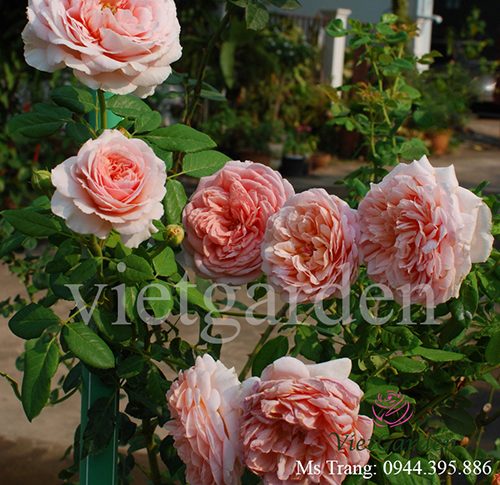 Hình ảnh hoa hồng leo Abraham Darby Rose