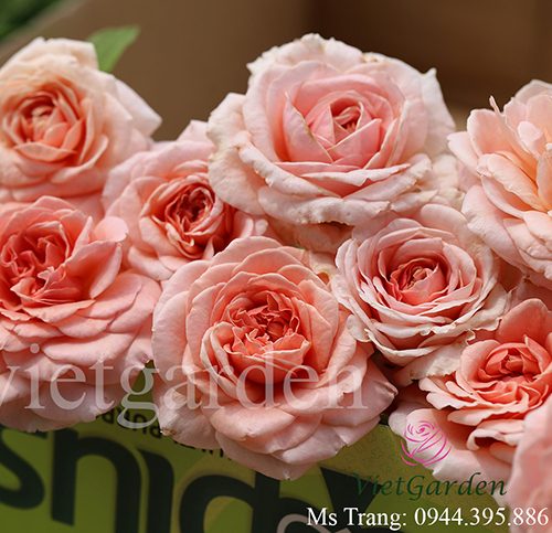 Hình ảnh hoa hồng leo Abraham Darby Rose