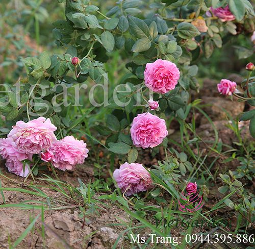 Hoa hồng leo Bishop’s Castle rose – Top hồng leo David Austin thơm nhất ở VN