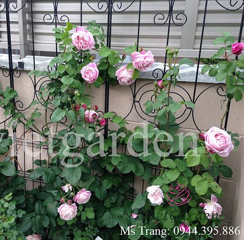 Hình ảnh hoa hồng leo Chant Rose Misato Rose