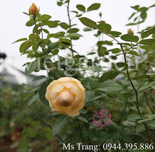 Hình ảnh hoa hồng leo Jude The Obscure