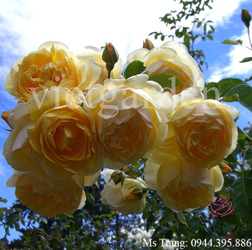 Hình ảnh hoa hồng leo Jude The Obscure