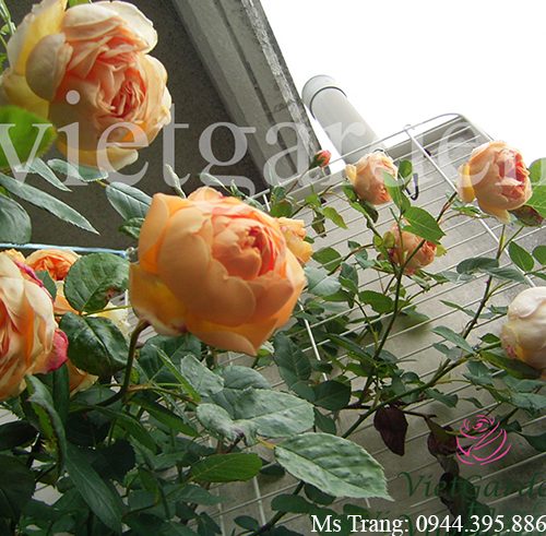 Hình ảnh hoa hồng leo Jude The Obscure