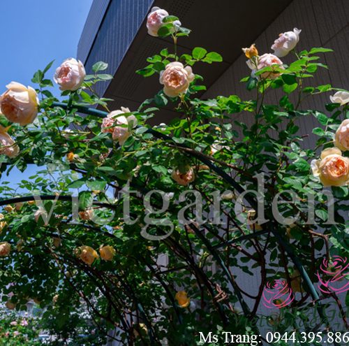 Hình ảnh hoa hồng leo Jude The Obscure