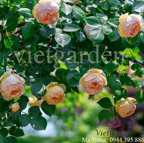 Hình ảnh hoa hồng leo Jude The Obscure