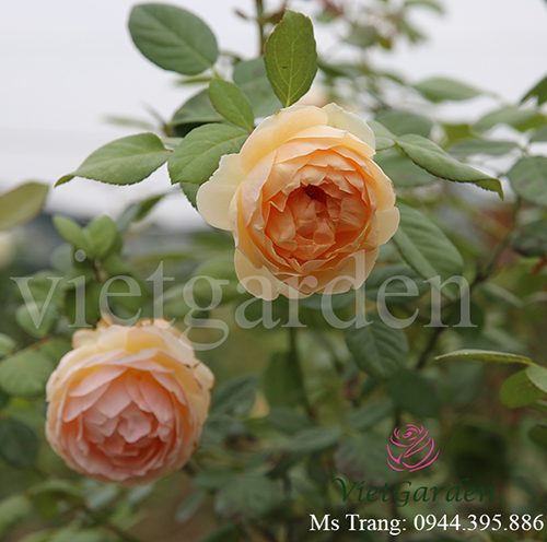 Hình ảnh hoa hồng leo Jude The Obscure