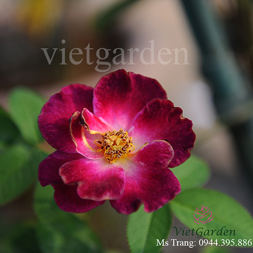 Hình ảnh hoa hồng leo Princesse Sibilla de Luxembourg Rose