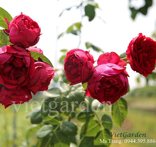 Hình ảnh hoa hồng leo Red Eden Rose - giống hoa hồng leo Pháp