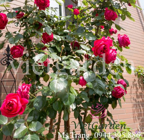 Hình ảnh hoa hồng leo Red Eden Rose