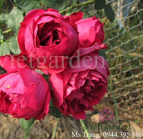 Hoa hồng leo Red Eden rose – giống hoa hồng leo Pháp tuyệt đẹp
