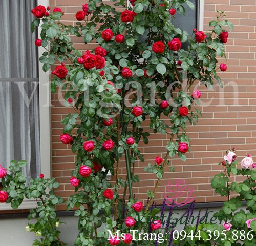 Hình ảnh hoa hồng leo Red Eden Rose