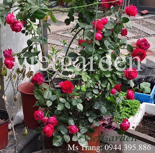 Hoa hồng Red Eden rose - giống hoa hồng leo Pháp