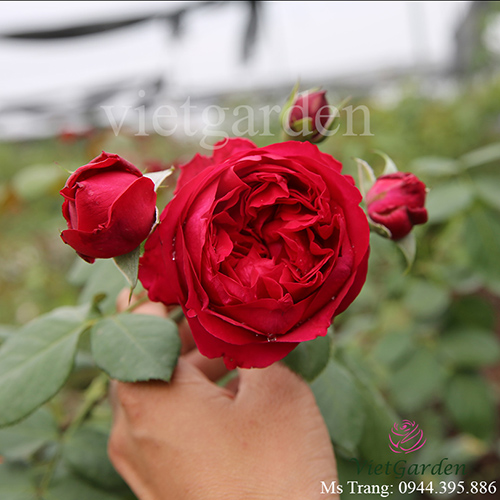 Hoa hồng leo Red Eden rose - giống hoa hồng Pháp