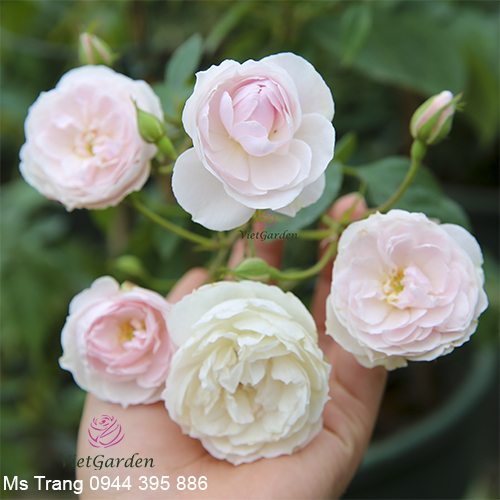 Hồng leo Phớt Hồng Đà Lạt