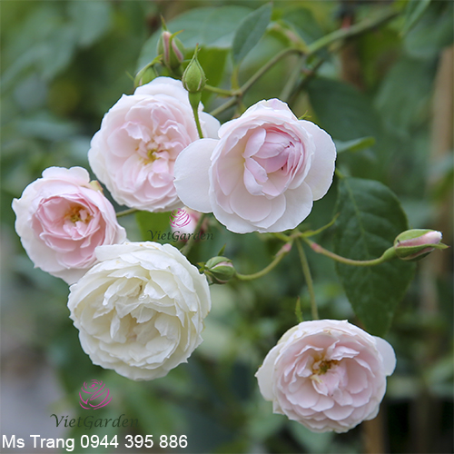 Hồng leo Phớt Hồng Đà Lạt