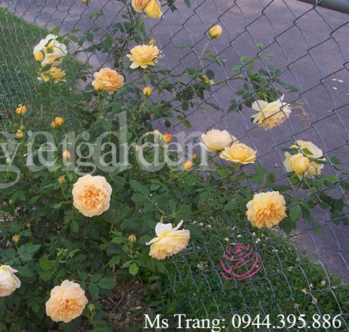  Hoa hồng leo vàng Golden Celebration Rose - Top hồng leo David Austin đẹp nhất ở VN
