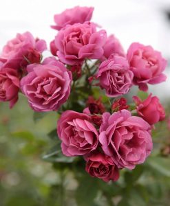 Hoa hồng ngoại Aoi