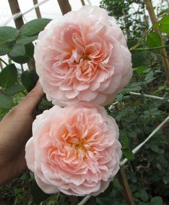 Hoa hồng ngoại Ambridge