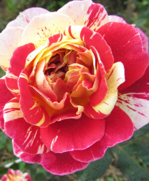 Hoa hồng ngoại All Americian Margic