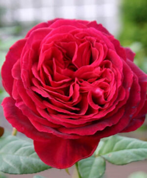 Hoa hồng ngoại Gospel