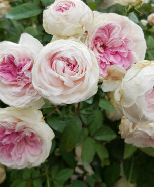 Hoa hồng ngoại Ngọc Lung Linh