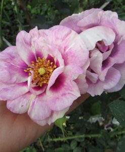 Hoa hồng ngoại Eyes For You