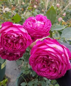 Hoa hồng ngoại Eve Fragrant Gar