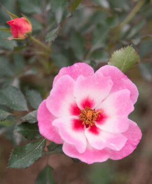 Hoa hồng ngoại Eridu Babylon