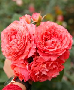 Hoa hồng ngoại Corail Gelee