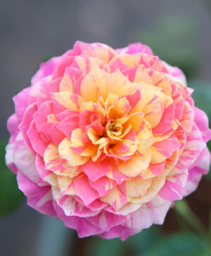 Hoa hồng ngoại Claude Monet