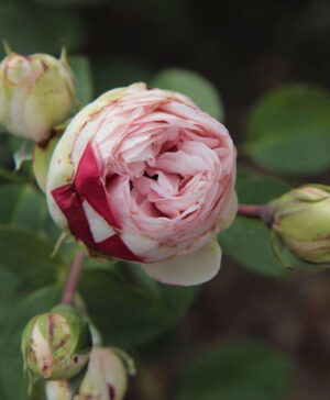 Hoa hồng ngoại Charming Piano