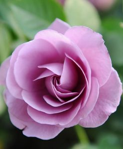 Hoa hồng ngoại Blue Storm