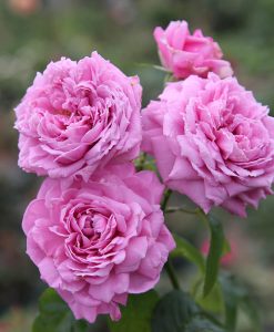 Hoa hồng ngoại Blue Sky