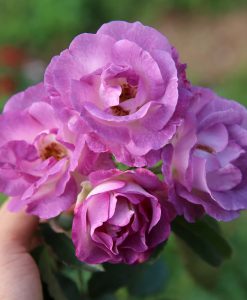 Hoa hồng ngoại Blue For You